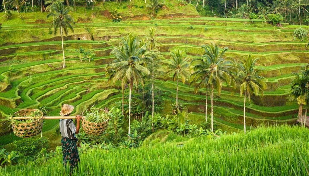 Reisplantage auf Bali © asab974/Adobe Stock