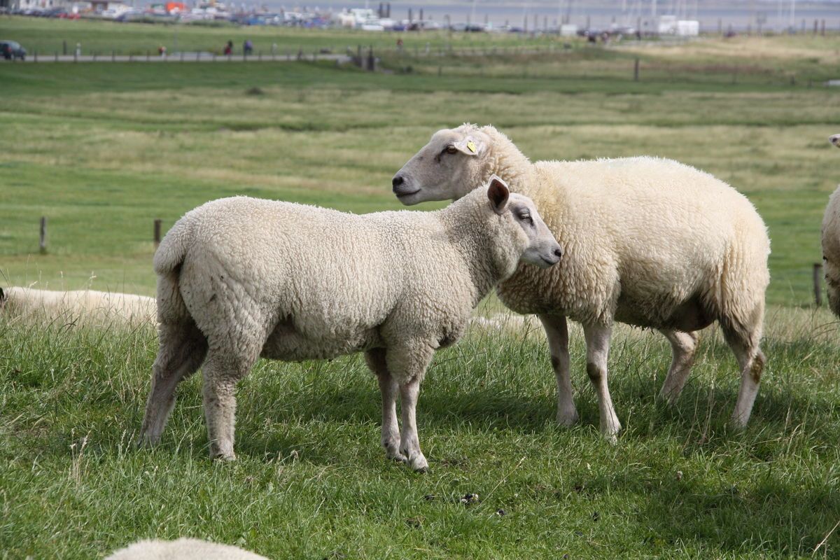 Zwei Schafe auf einem Deich in Ostfriesland