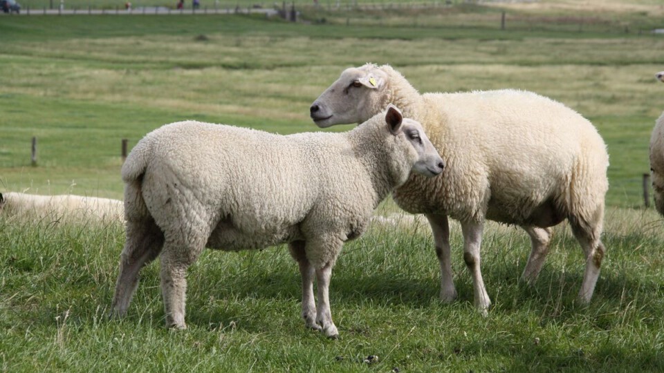 Zwei Schafe auf einem Deich in Ostfriesland