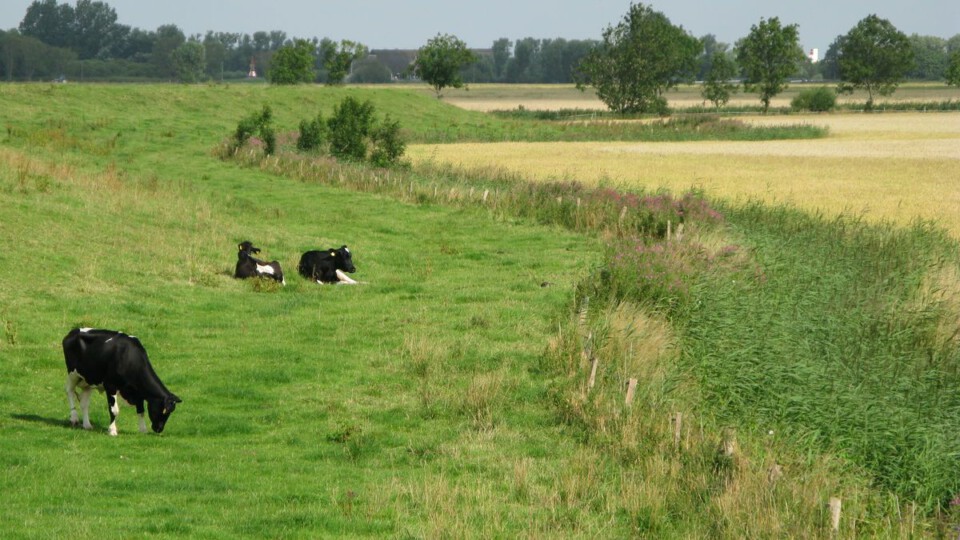 Kühe an einem Deich in Ostfriesland